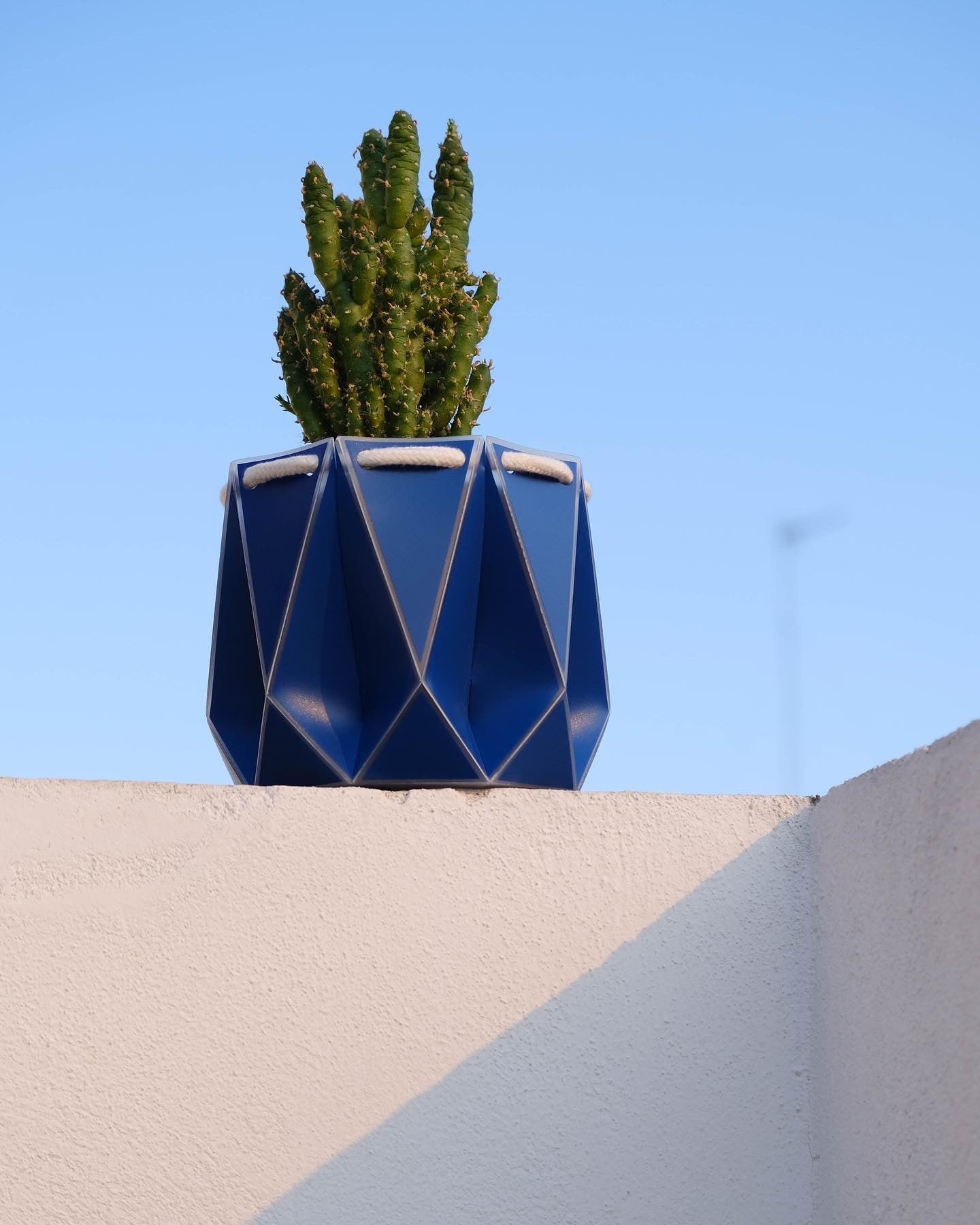 How to Care for Your Plants in a Heatwave: Essential Tips for Hot Weather