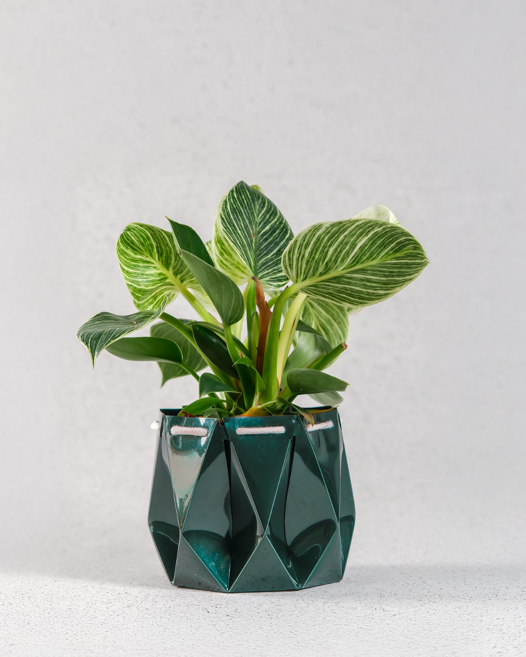 Self watering Ocean Plant Pot with lush green plants, showcasing an origami inspired design for self-watering function.