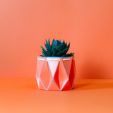 Self watering POTR Pot with succulent on orange background